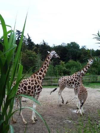 жирафы в зоопарке